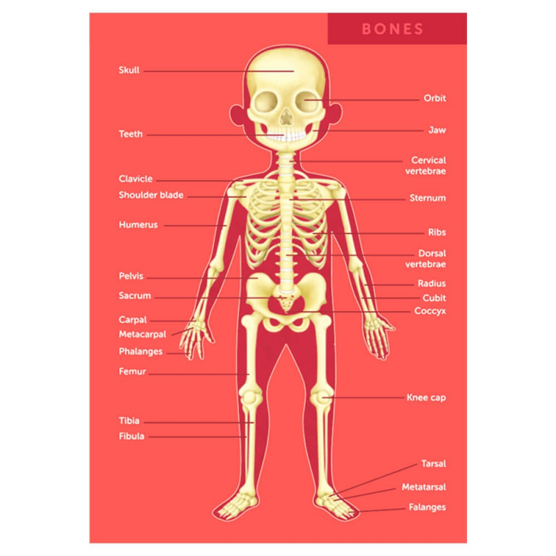 Puzzle bois Le corps humain. Jeu éducatif anatomie : os, organes et muscles
